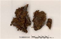 藏品(疏緣毛腎島衣)的圖片